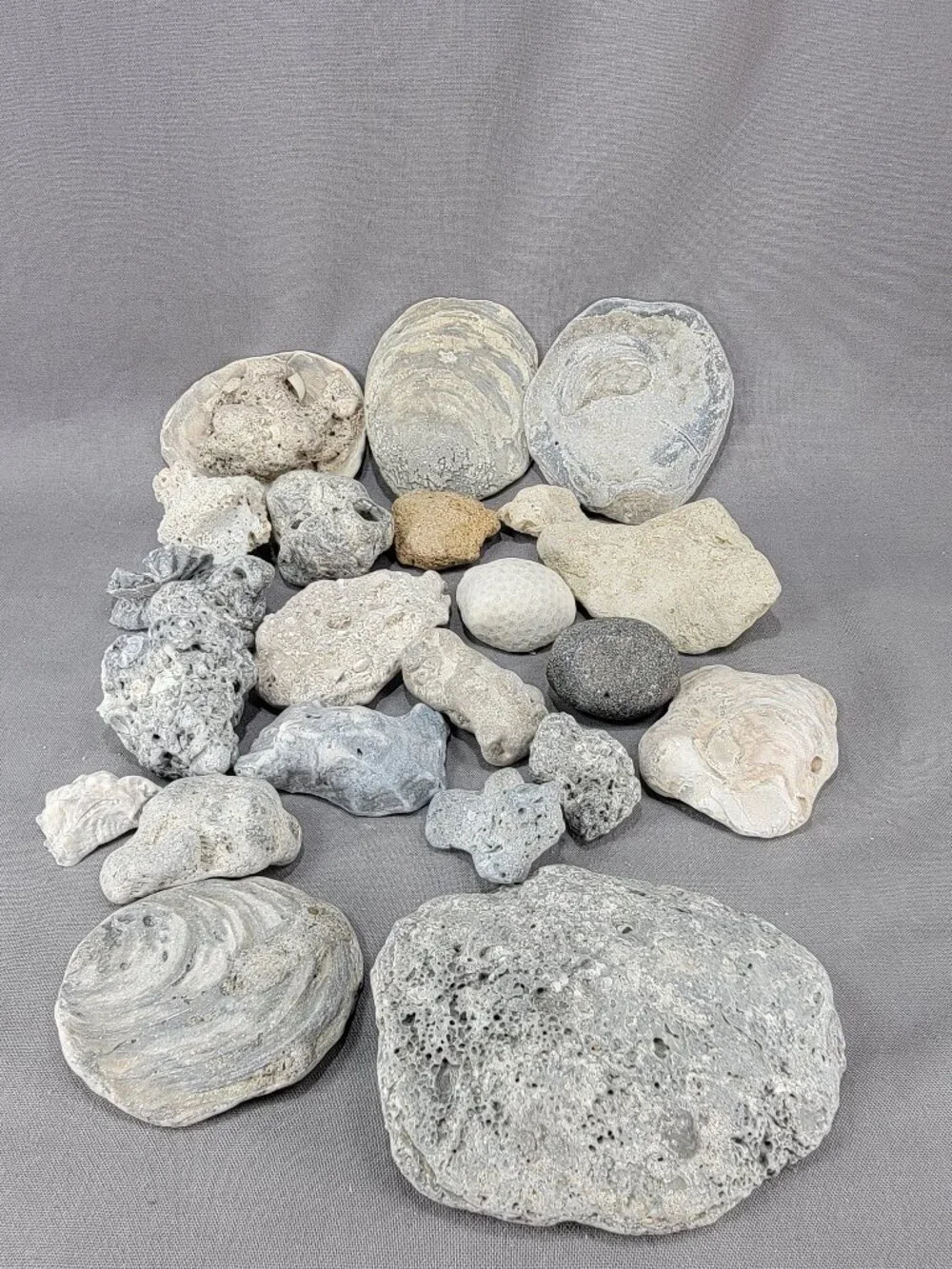 Florida Beach Shell Stone Rock Fossil Coral Mixed Lot Coastal Craft Decor